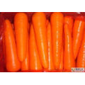 Top Quality New Crop Fresh Carrot (M grade)